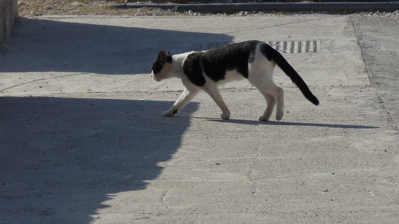 Acropolis cat 4.JPG
